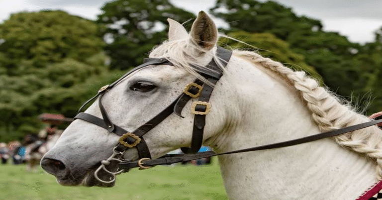 Bridle